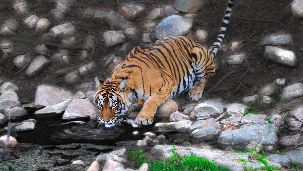 Image of Whiskers, Carnivore, Felidae, Terrestrial animal, Siberian tiger, Bengal tiger etc.
