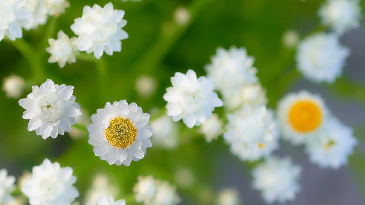 Image of Yellow, Spring, Close-up, Plant, Petal, White etc.