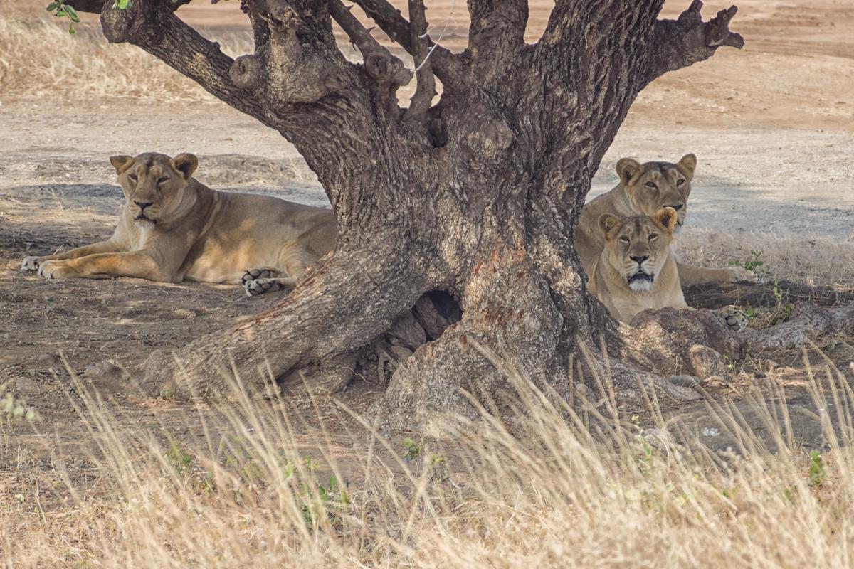 Image of Vertebrate, Wildlife, Terrestrial animal, Mammal, Felidae, Lion etc.
