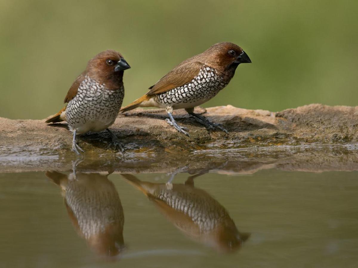 Image of Bird, Vertebrate, Beak, Finch, Wildlife etc.
