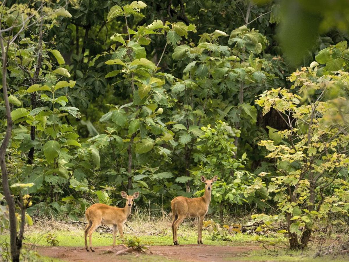 Image of Wildlife, Vegetation, Nature reserve, Tree, Deer, Biome etc.