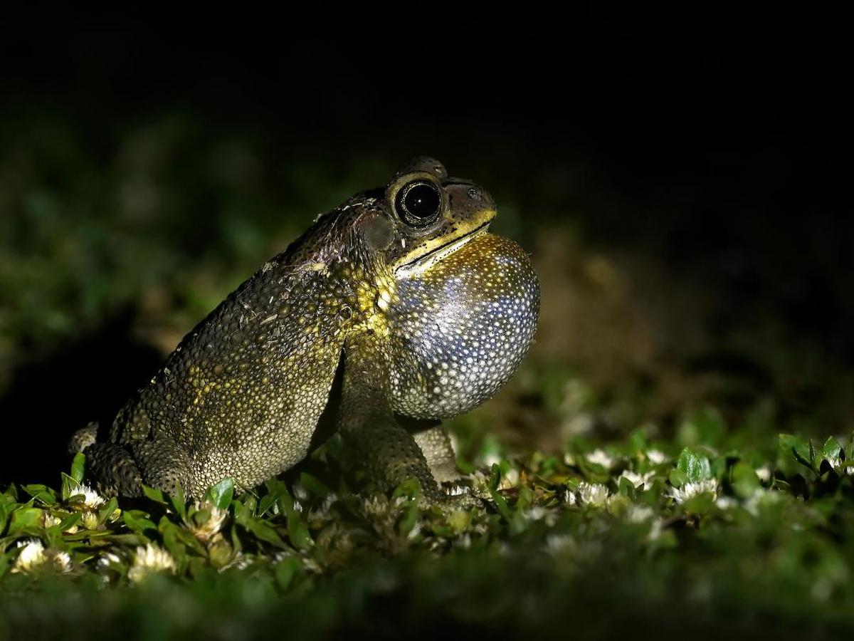 Image of Frog, Toad, Amphibian, True frog, Bullfrog, Organism etc.