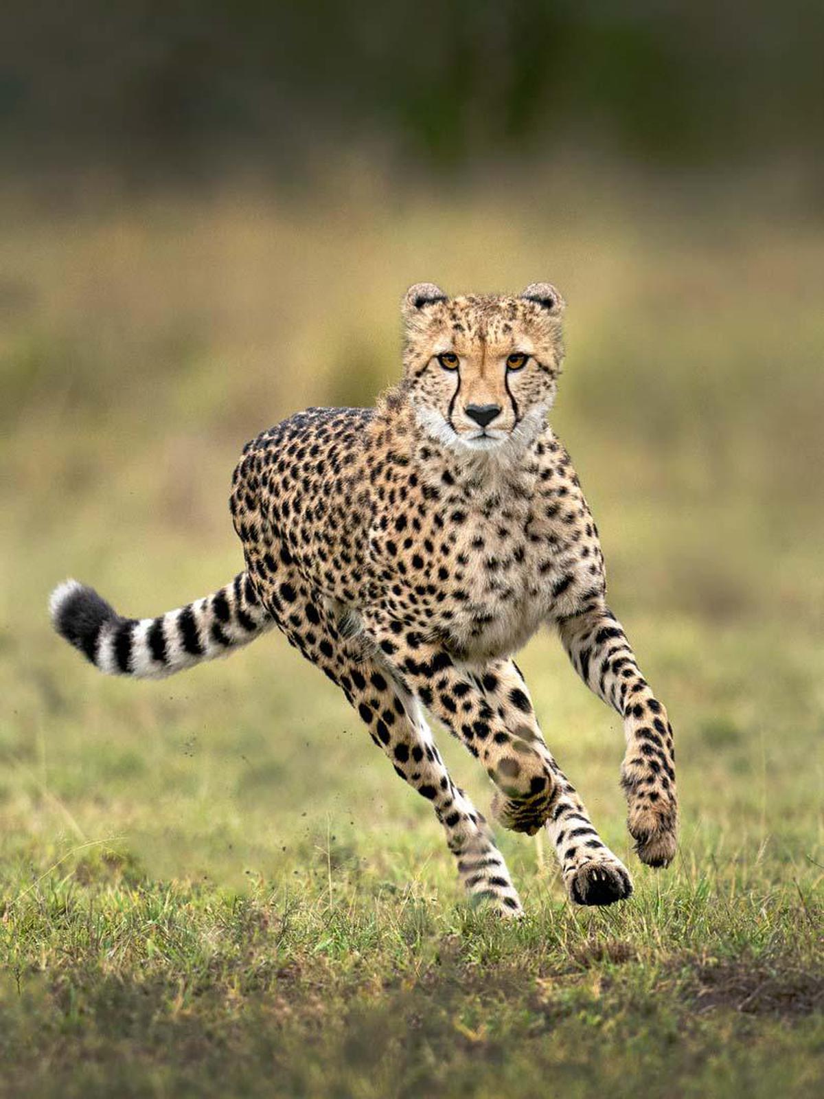 Image of Terrestrial animal, Mammal, Wildlife, Vertebrate, Felidae, Leopard etc.