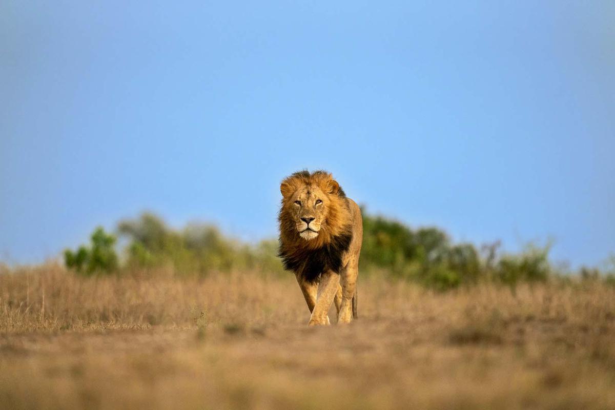 Image of Wildlife, Masai lion, Lion, Terrestrial animal, Savanna, Grassland etc.