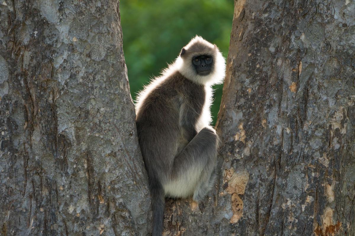 Image of Mammal, Vertebrate, Primate, Old world monkey, Nature reserve etc.