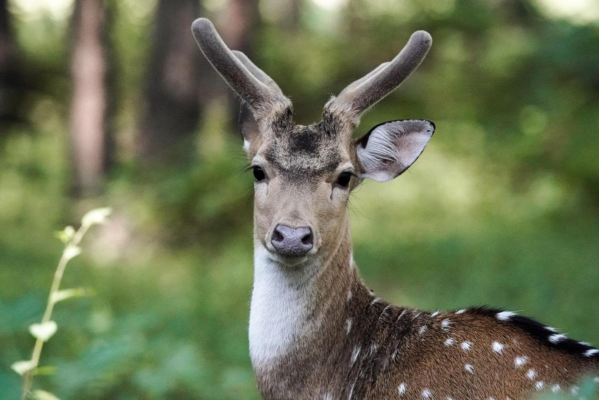 Image of Mammal, Wildlife, Vertebrate, Deer, Antler, Terrestrial animal etc.