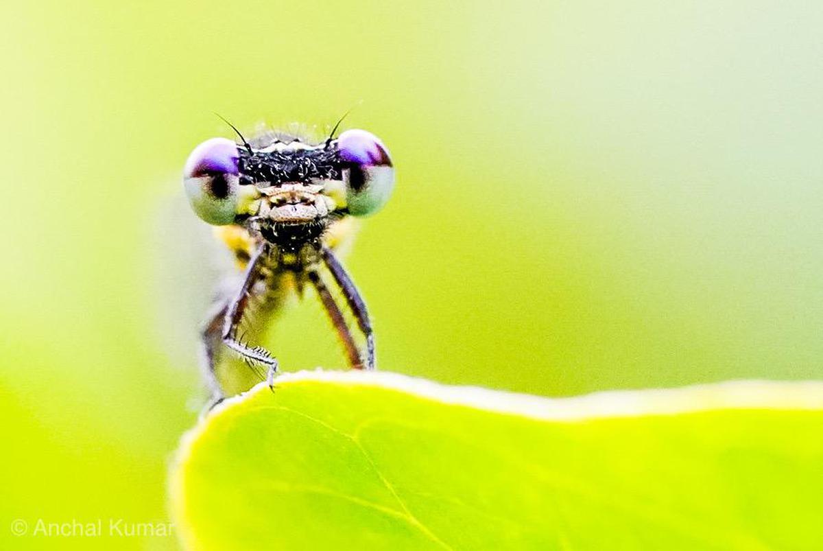 Image of Insect, Macro photography, Invertebrate, Close-up, Green, Damselfly etc.