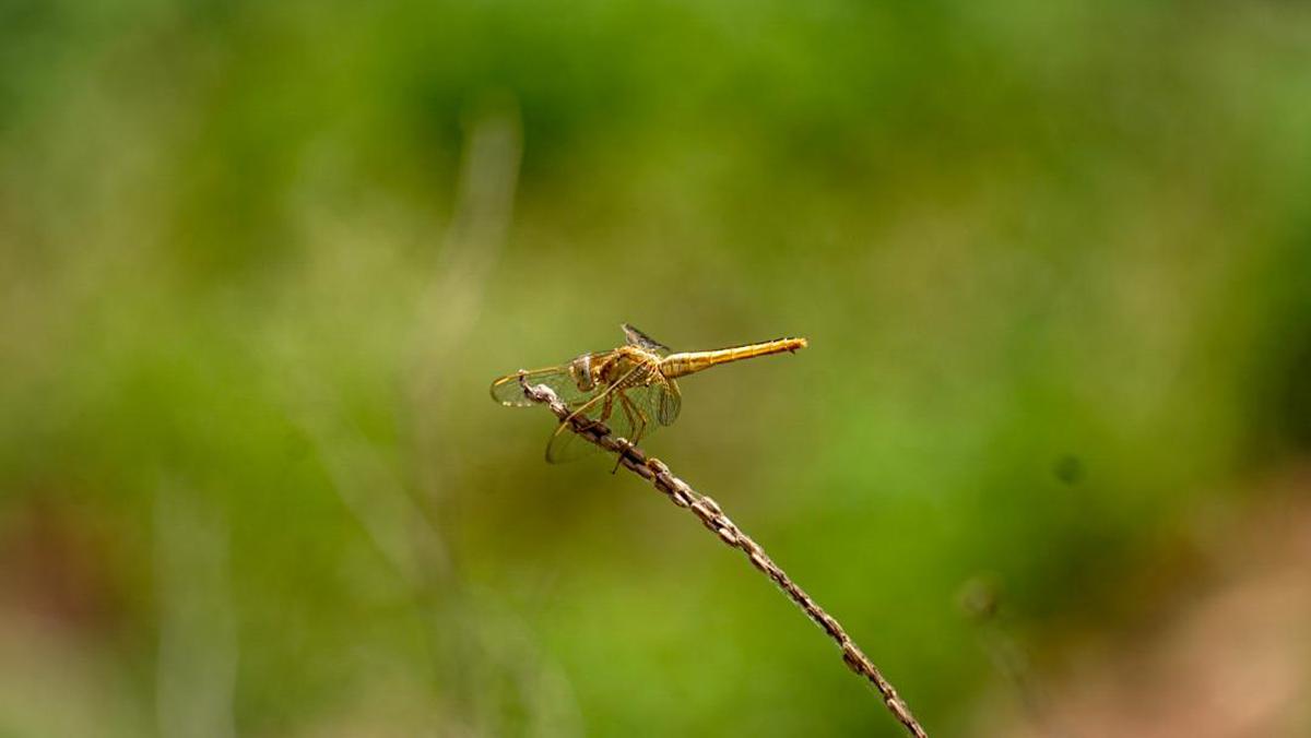 Image of Dragonfly, Insect, Dragonflies and damseflies, Green, Invertebrate, Macro photography etc.