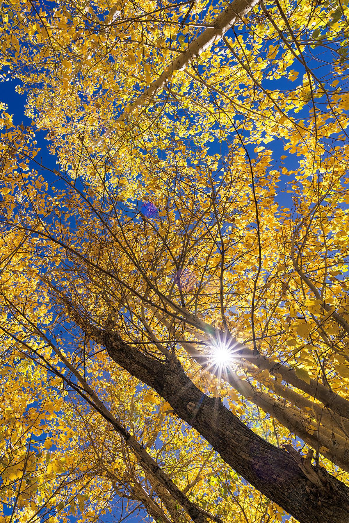 Image of Tree, Nature, Yellow, Branch, Woody plant, Deciduous etc.