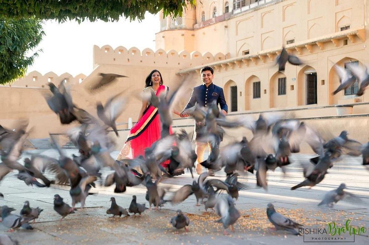 Image of Pigeons and doves, Rock dove, Bird etc.
