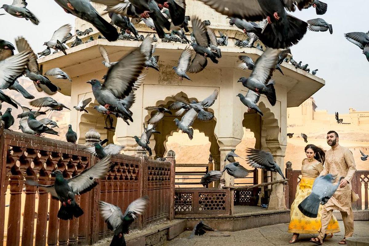 Image of Bird, Pigeons and doves, Couple, Flying etc.