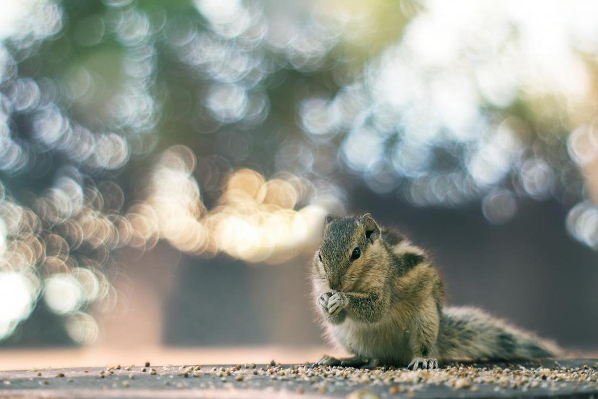 Image of Squirrel, Wildlife, Rodent, Chipmunk, Snout, Sky etc.