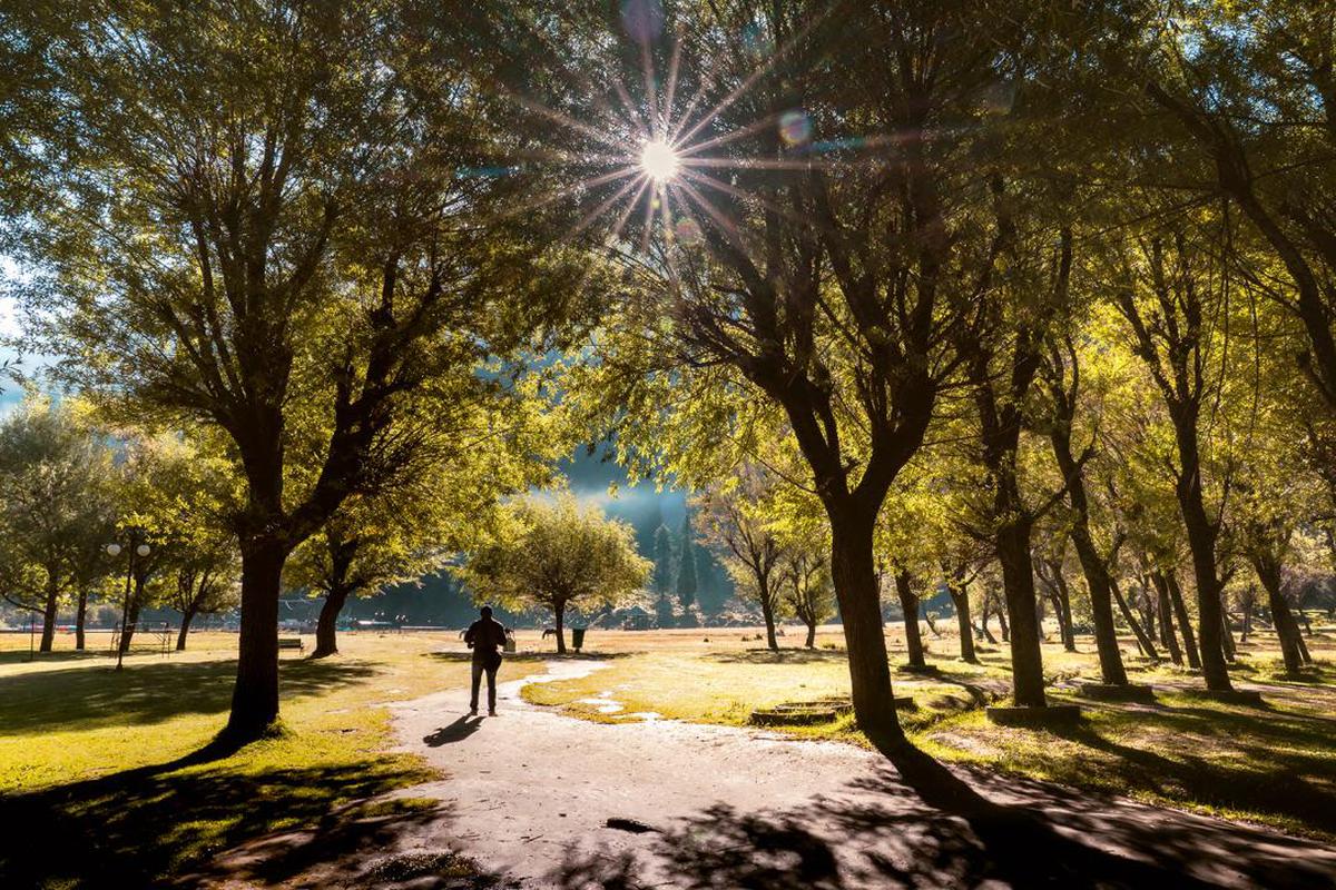 Image of Tree, Nature, Natural landscape, Sky, Sunlight, Light etc.