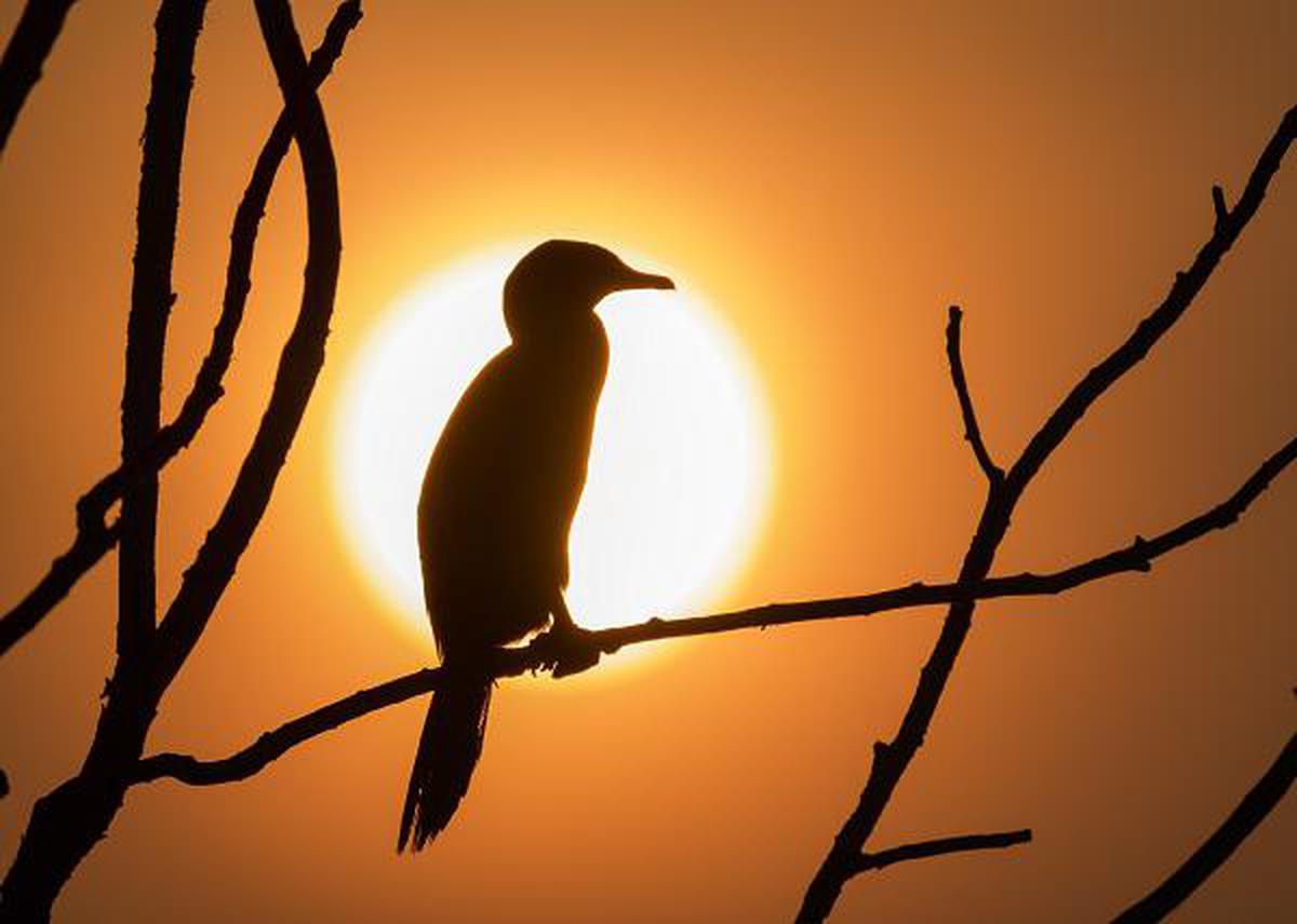 Image of Bird, Branch, Beak, Silhouette, Sky etc.