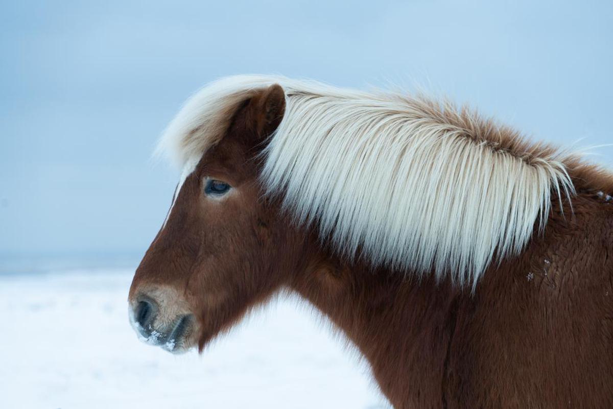 Image of Horse, Mammal, Vertebrate, Mane, Hair, Shetland pony etc.