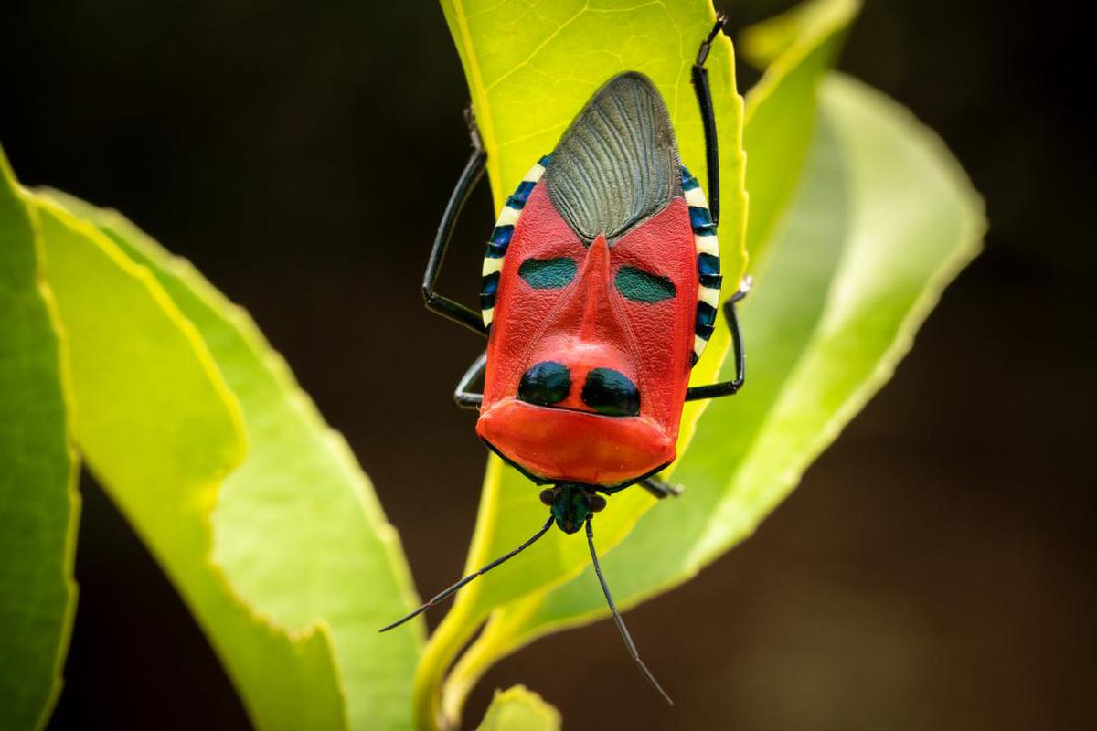 Image of Insect, Leaf, Yellow, Organism, Close-up, Macro photography etc.