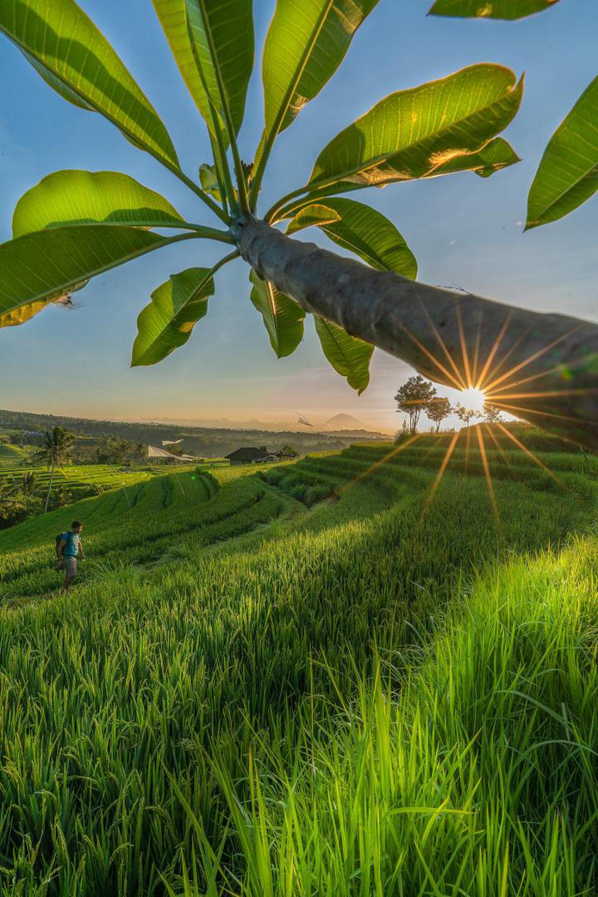 Image of Nature, Green, Leaf, Tree, Plant, Sky etc.