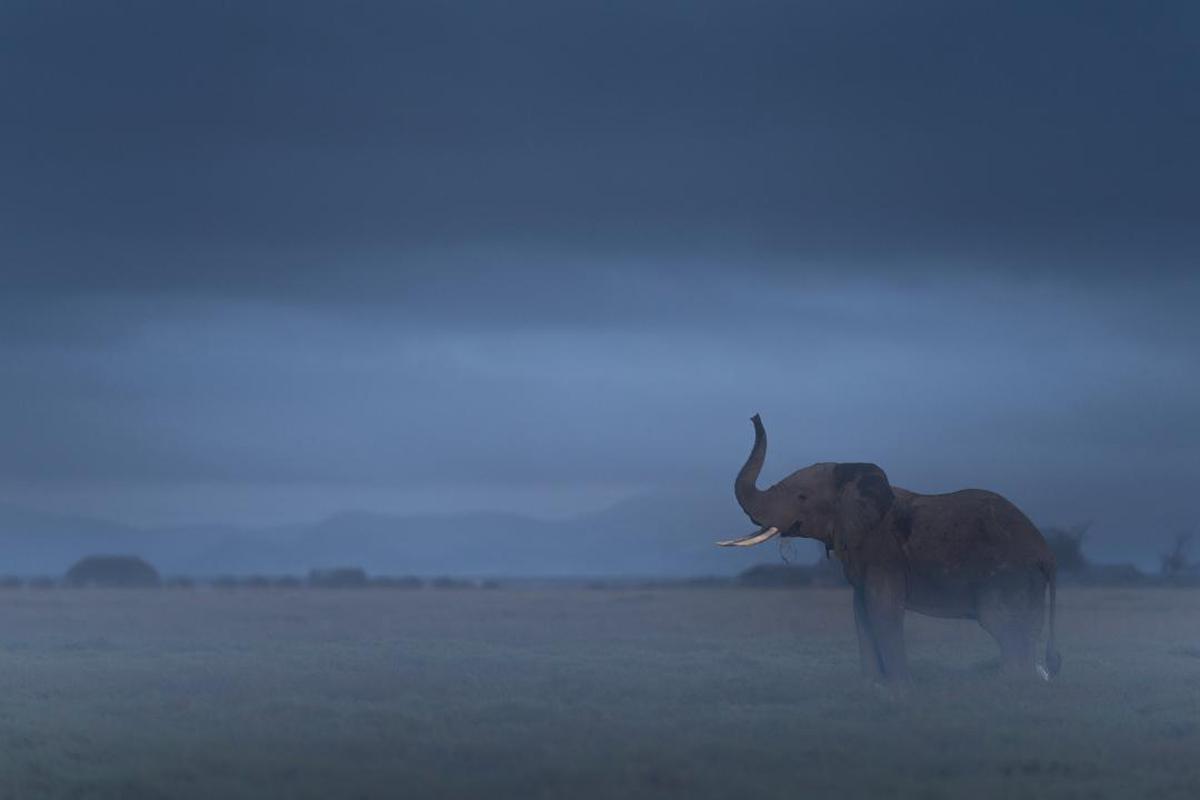 Image of Wildlife, Sky, Atmospheric phenomenon, Elephant etc.