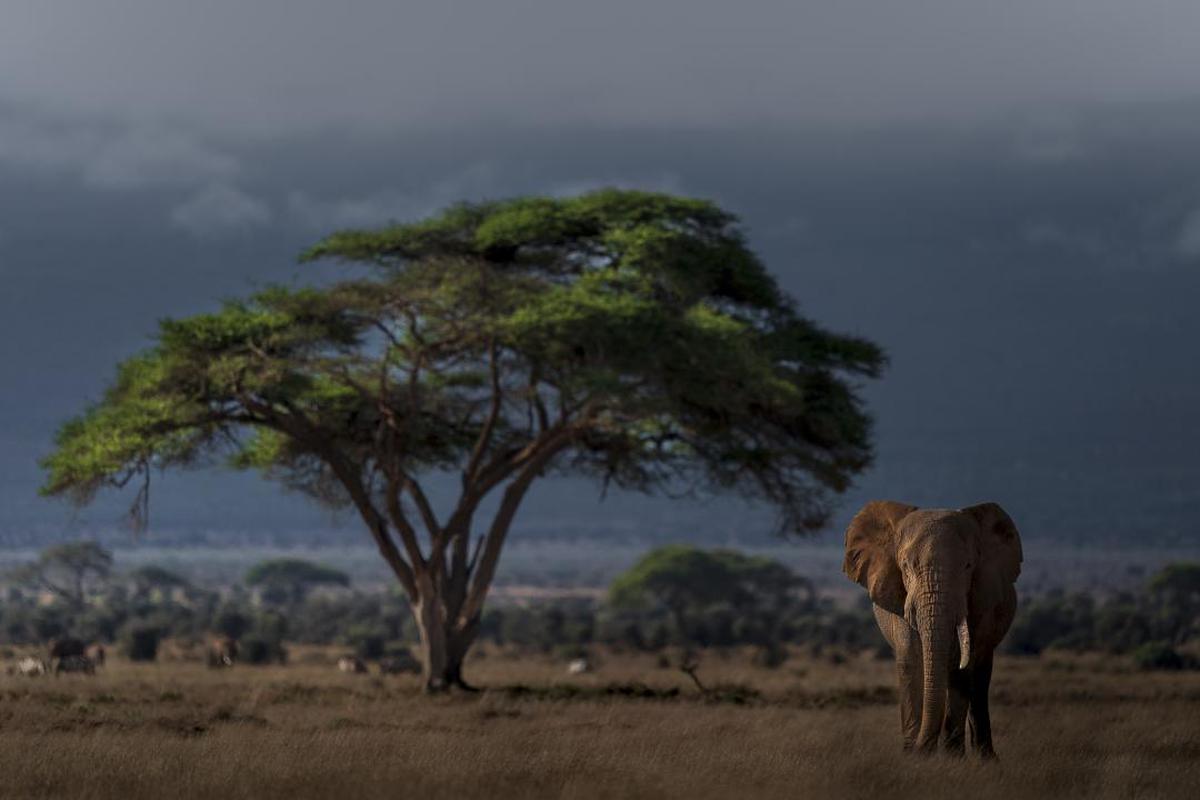 Image of Wildlife, Terrestrial animal, Savanna, Tree, Natural landscape, Safari etc.