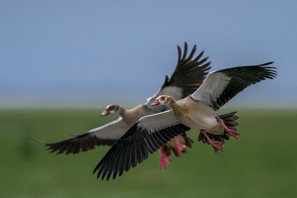 Image of Bird, Vertebrate, Beak, Wing etc.