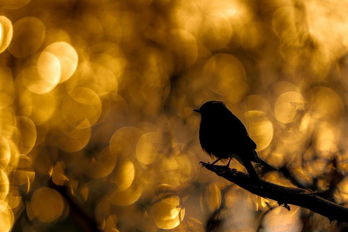 Image of Bird, Branch, Beak, Twig, Sky, Blackbird etc.