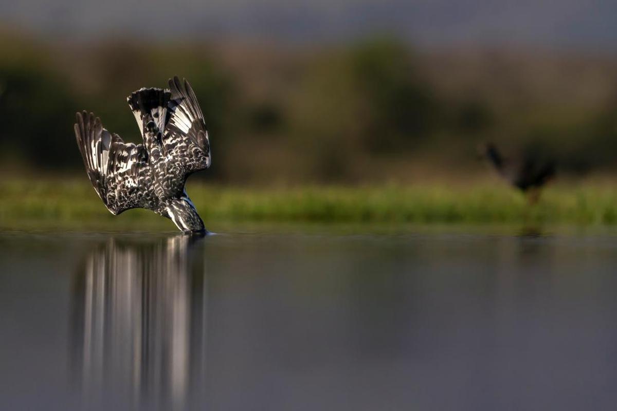 Image of Water, Bird, Wildlife, Osprey etc.