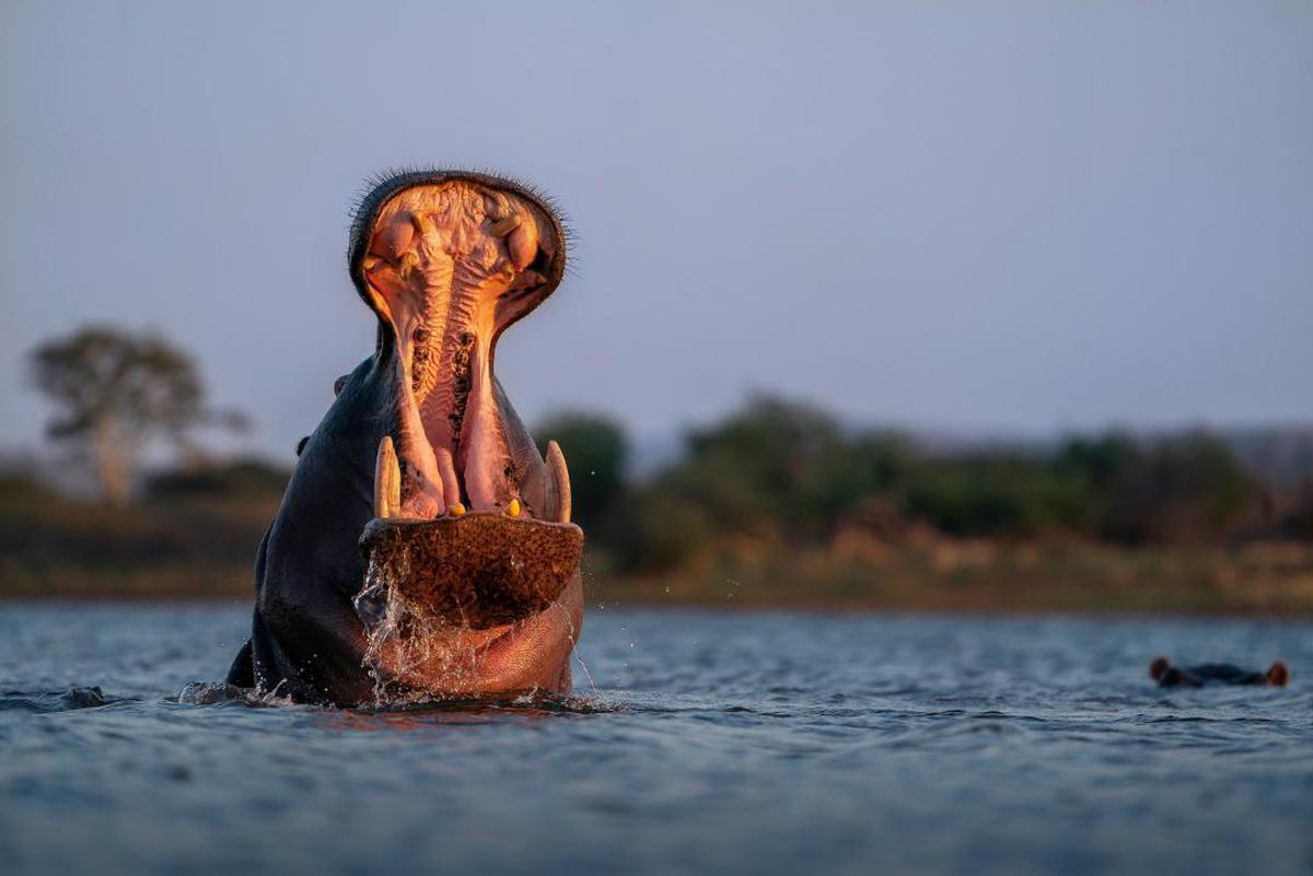 Image of Water, Wildlife etc.