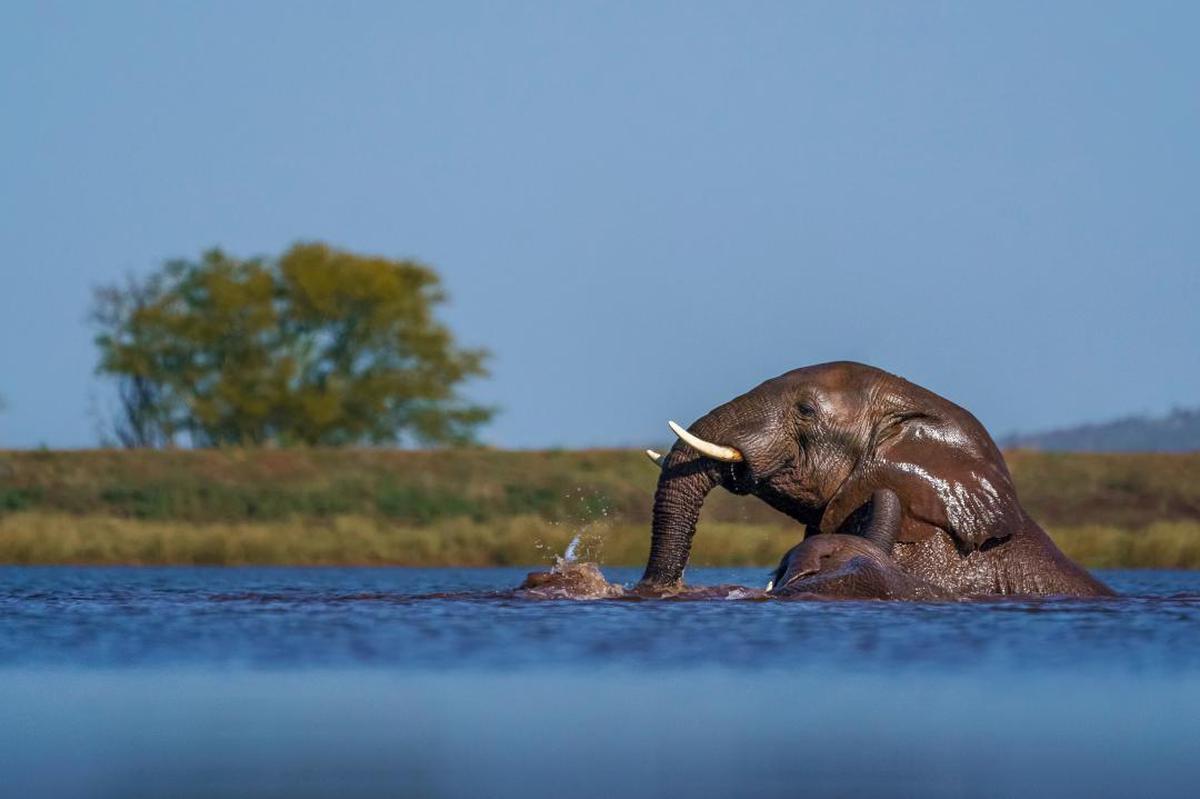Image of Wildlife, Elephant, African elephant, Natural landscape, Terrestrial animal, Indian elephant etc.