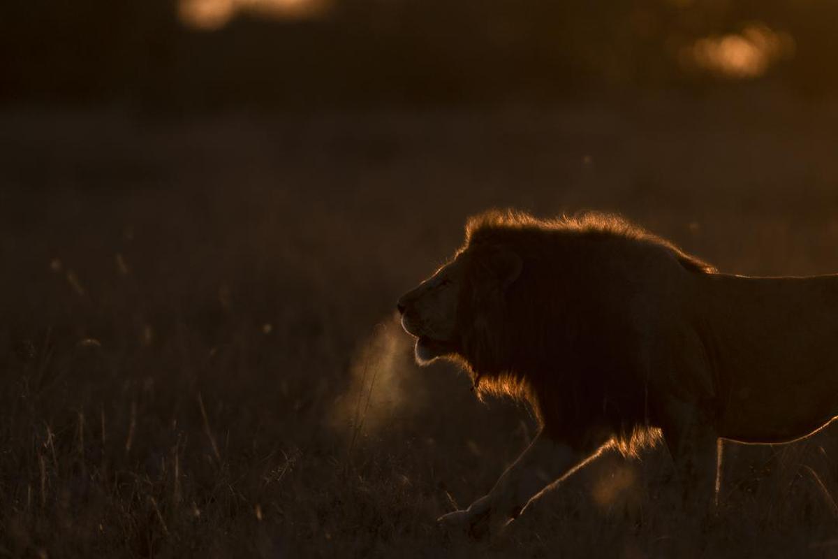 Image of Lion, Wildlife, Sky, Felidae, Big cats etc.