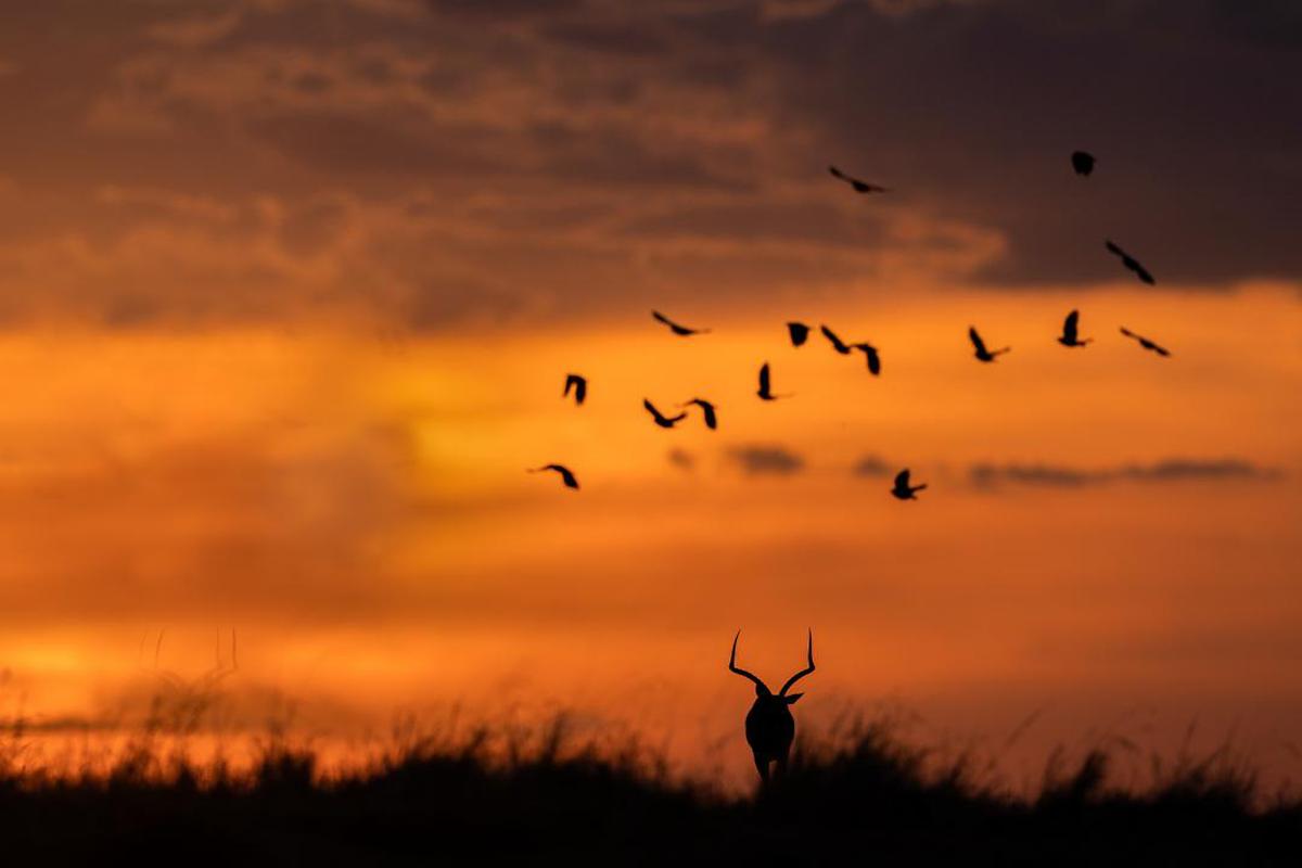 Image of Sky, Flock, Bird migration, Bird, Animal migration, Morning etc.