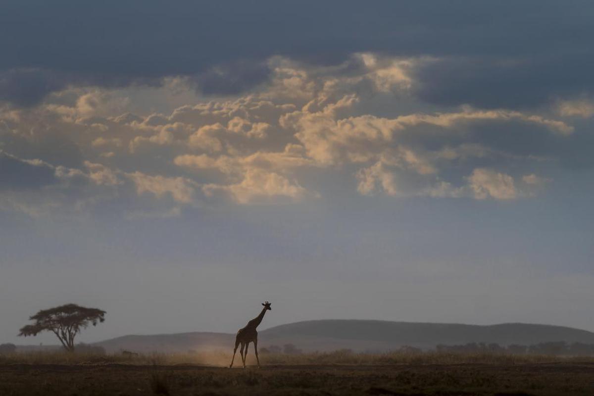 Image of Sky, Giraffe, Wildlife, Giraffidae, Savanna, Cloud etc.