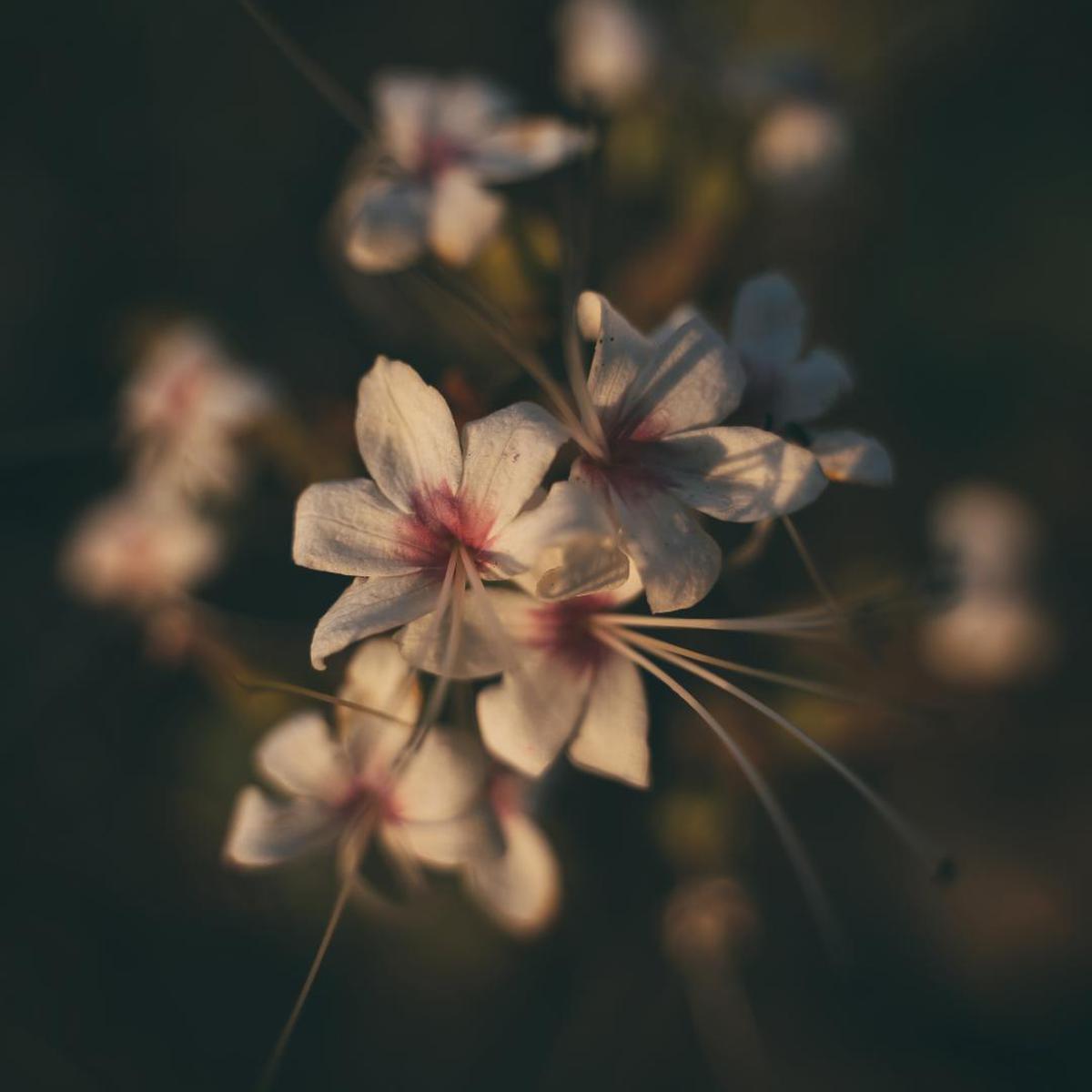 Image of Flower, Plant, Pink, Petal, Spring etc.