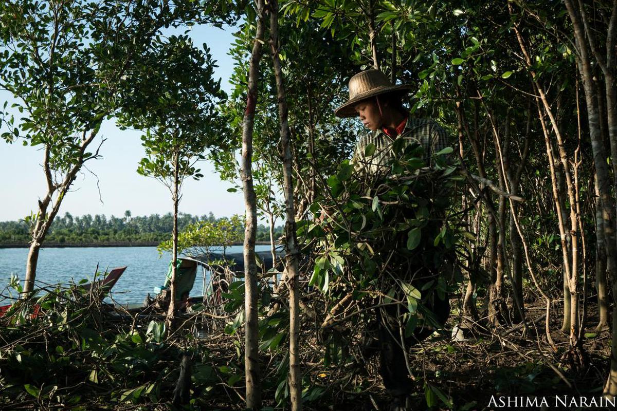 Image of Vegetation, Jungle, Tree, Natural environment, Nature reserve, Water etc.