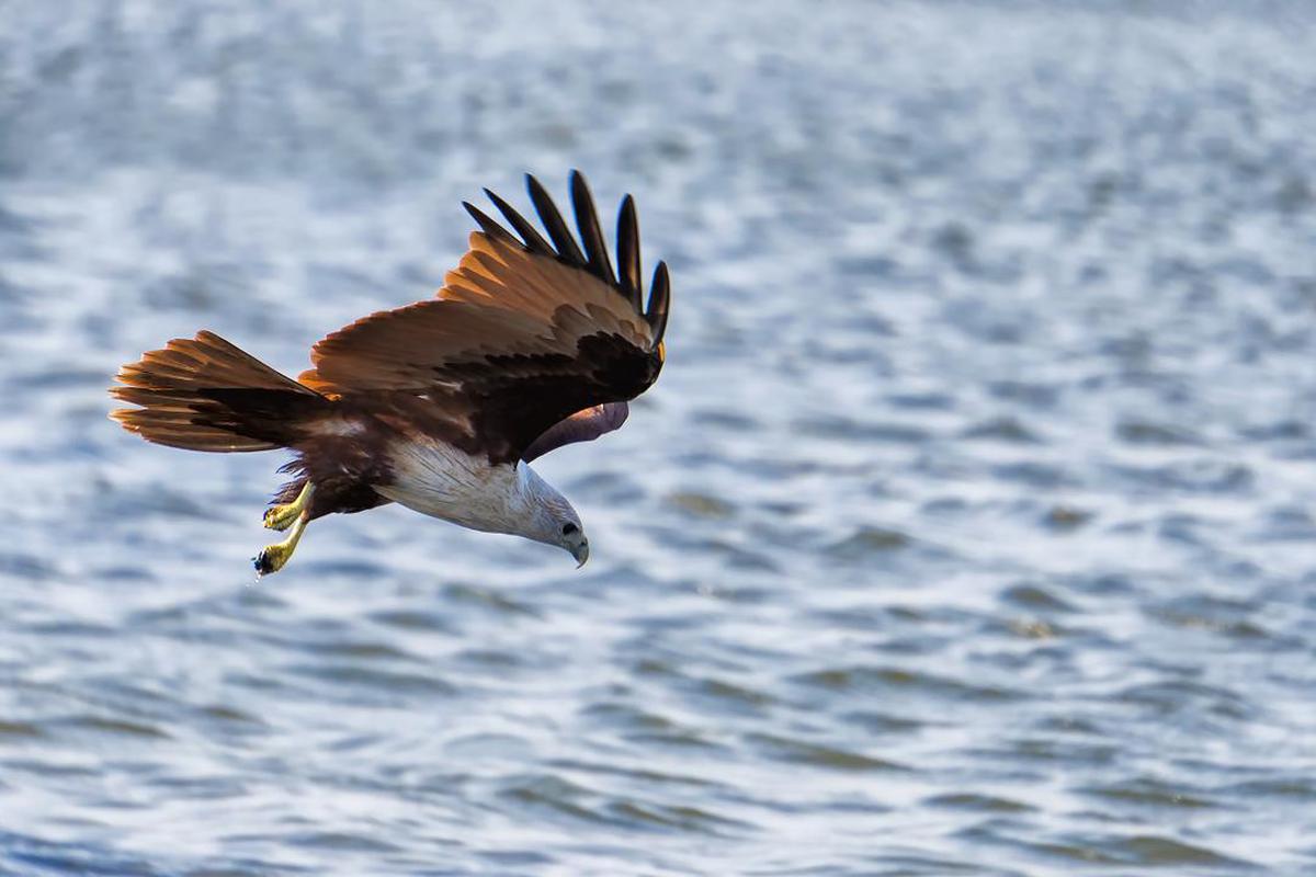 Image of Bird, Vertebrate, Eagle, Bird of prey, Bald eagle, Accipitriformes etc.