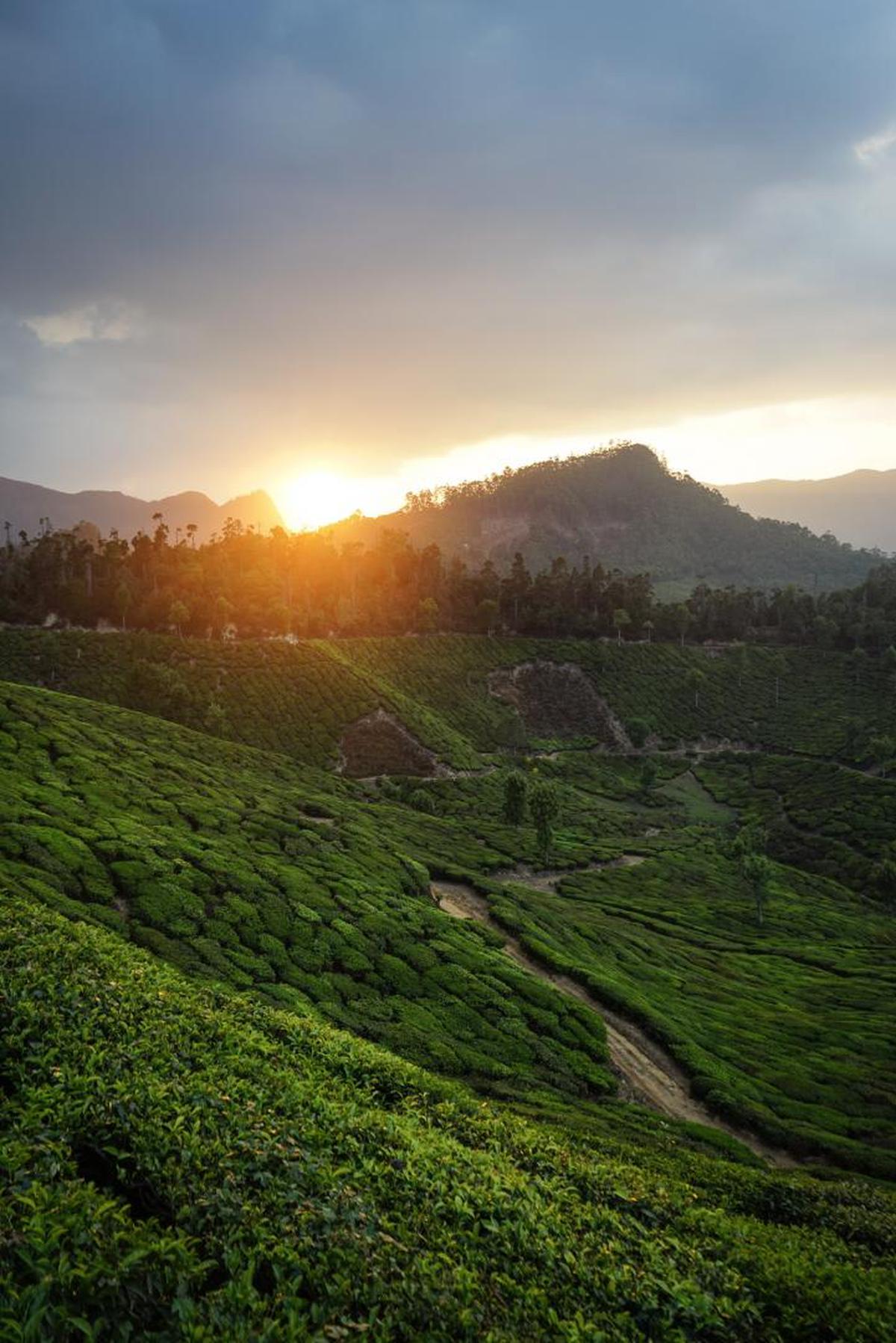 Image of Nature, Sky, Green, Highland, Morning, Hill station etc.