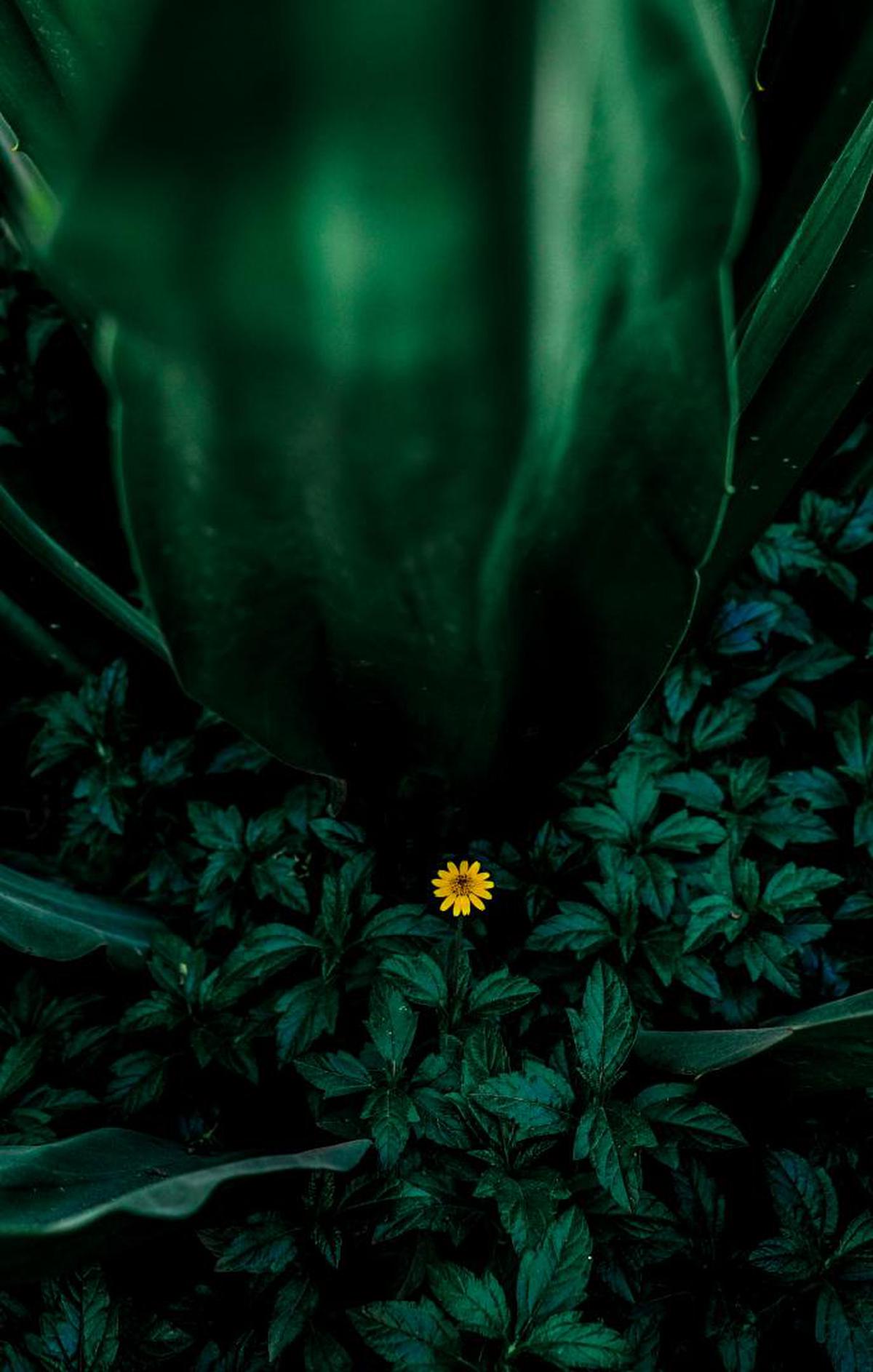Image of Green, Leaf, Natural environment, Yellow, Organism, Water etc.