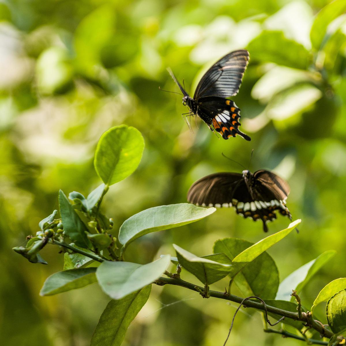 Image of Butterfly, Insect, Moths and butterflies, Invertebrate, Swallowtail butterfly, Spicebush Swallowtail etc.
