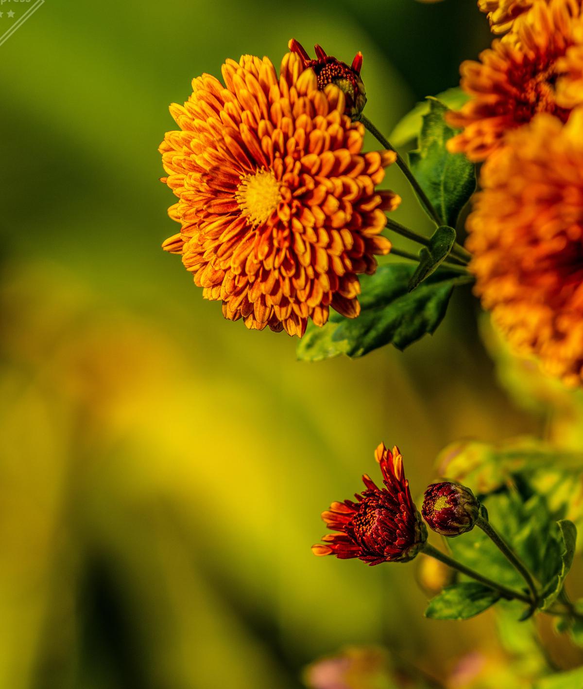 Image of Flower, Flowering plant, Plant, Pollen, Yellow, Macro photography etc.