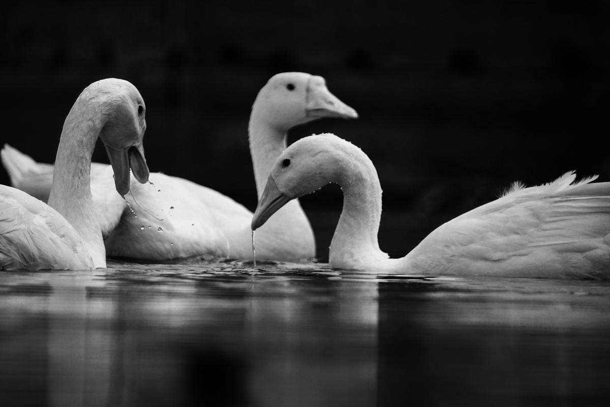 Image of White, Black-and-white, Monochrome photography, Black, Water, Bird etc.