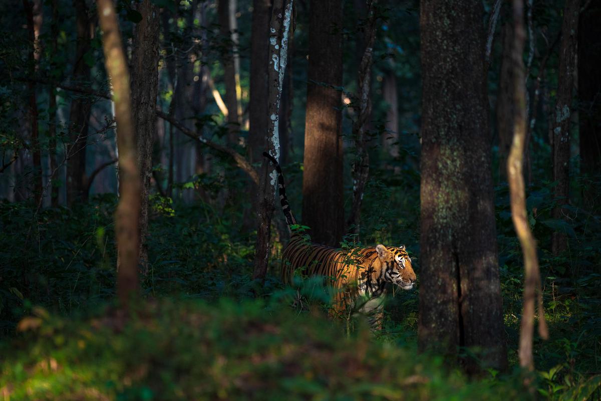 Image of Wildlife, Nature, Felidae, Old-growth forest, Green, Natural environment etc.