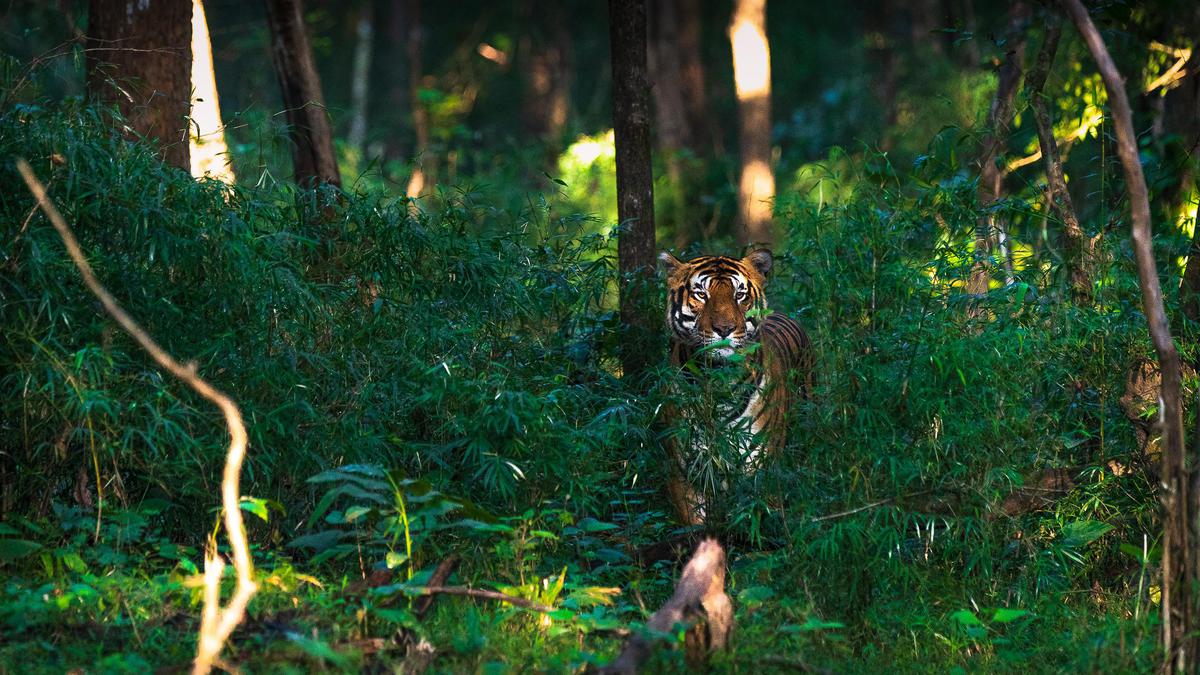 Image of Green, Jungle, Felidae, Wildlife, Bengal tiger, Vegetation etc.