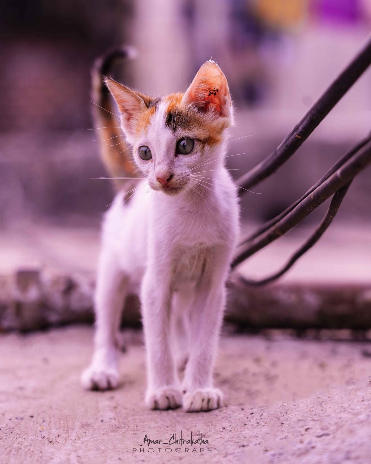 Image of Cat, Vertebrate, Mammal, Felidae, Small to medium-sized cats, Whiskers etc.